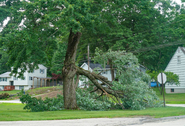 Reliable Boaz, AL Tree Service Solutions